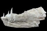 Xiphactinus Lower Jaws - Terror of The Cretaceous Seas! #77891-3